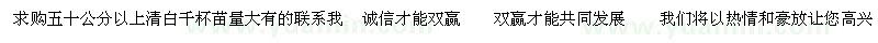 求購(gòu)清白千杯苗