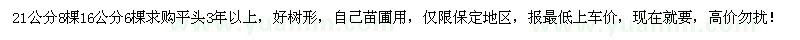 求購北欒