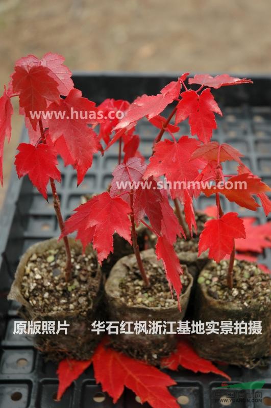 華石紅楓科技2013年美國(guó)紅楓各品種預(yù)定