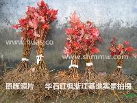 華石紅楓科技2013年美國紅楓各品種預定