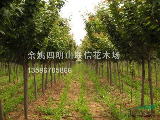 浙江櫻花最新報(bào)價(jià)/櫻花圖片