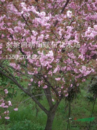 浙江櫻花最新報(bào)價(jià)/櫻花圖片
