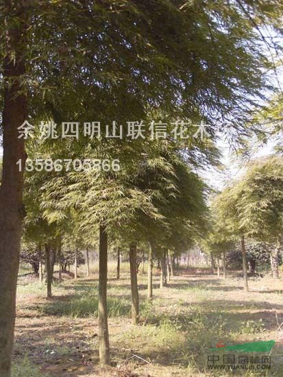 浙江羽毛楓介紹