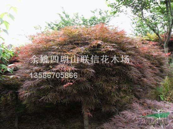 浙江羽毛楓介紹