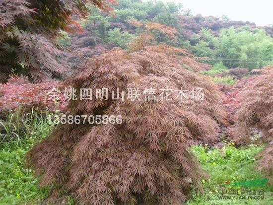 羽毛楓報價/浙江羽毛楓報價