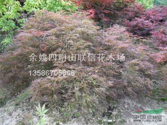 羽毛楓報價/浙江羽毛楓報價