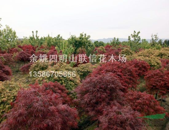 羽毛楓供應(yīng)/羽毛楓圖片