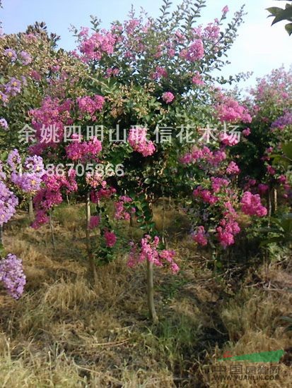 紫薇供應(yīng)/紫薇圖片