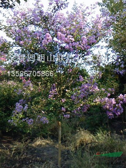 紫薇供應(yīng)/紫薇圖片