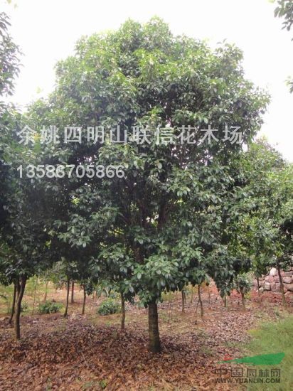 浙江桂花最新報價/桂花圖片