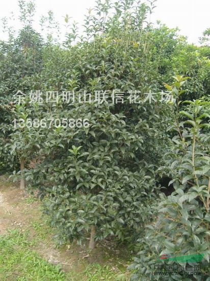 浙江桂花最新報價/桂花圖片