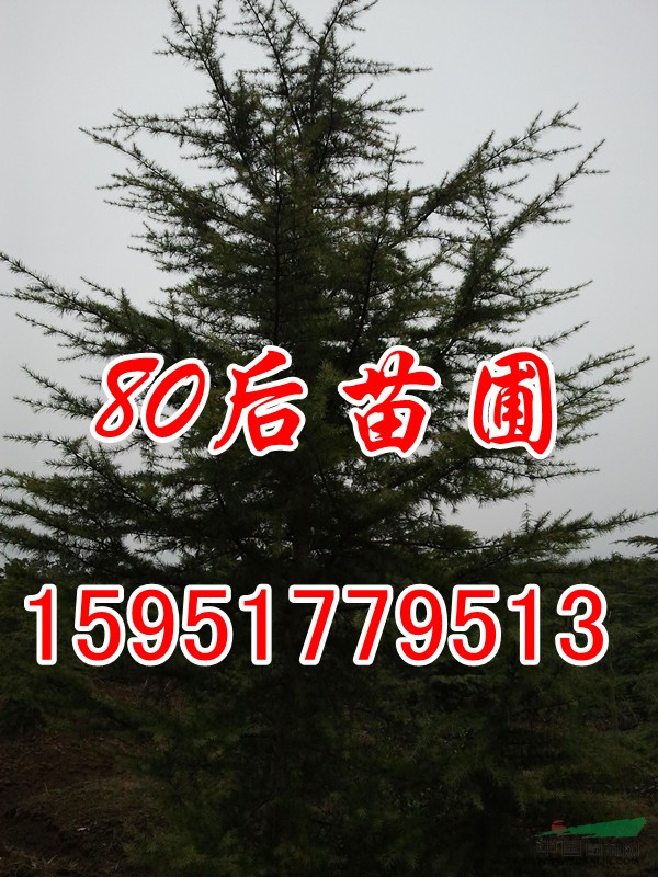 2013最新6.5米雪松價(jià)格報(bào)價(jià)