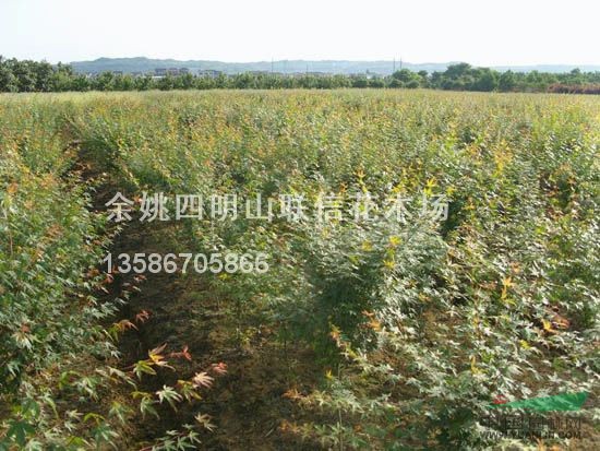 浙江雞爪槭介紹