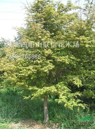 浙江雞爪槭介紹