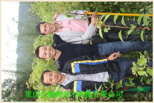 四面山香樟苗
