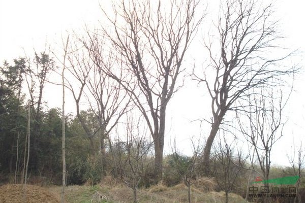 黃連木行情報(bào)價(jià)\黃連木圖片展示