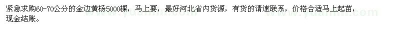 求購(gòu)60-70公分的金邊黃楊
