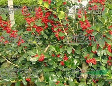 江蘇紅果冬青