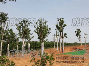 櫸樹最新價格/櫸樹報價