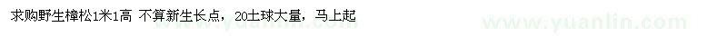 求購野生樟松1米1高 
