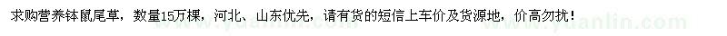 求購營養(yǎng)缽鼠尾草
