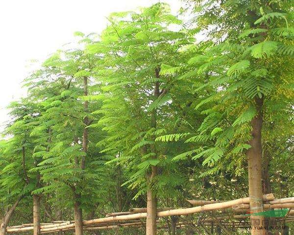 供應(yīng)鳳凰木