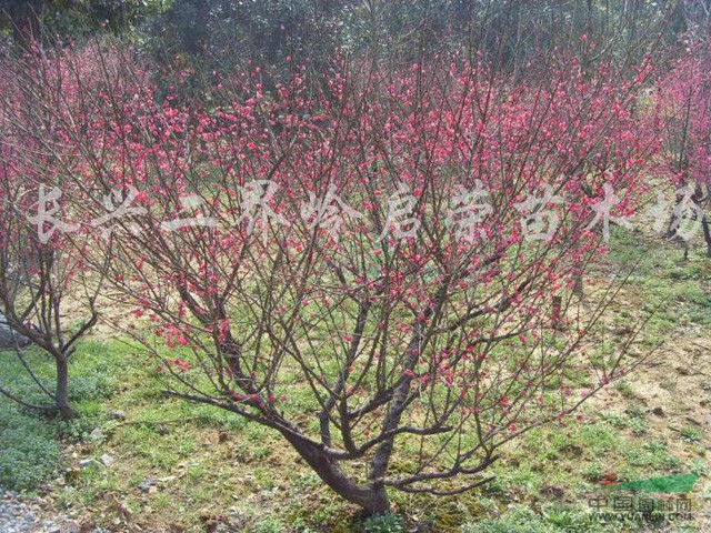 浙江紅梅