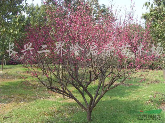 浙江紅梅2信息