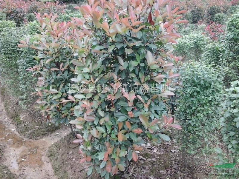 供應(yīng)各種柱型綠化苗，紅花繼木柱、紅葉石楠柱、金森女貞柱