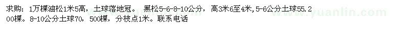 求購(gòu)油松 黑松 