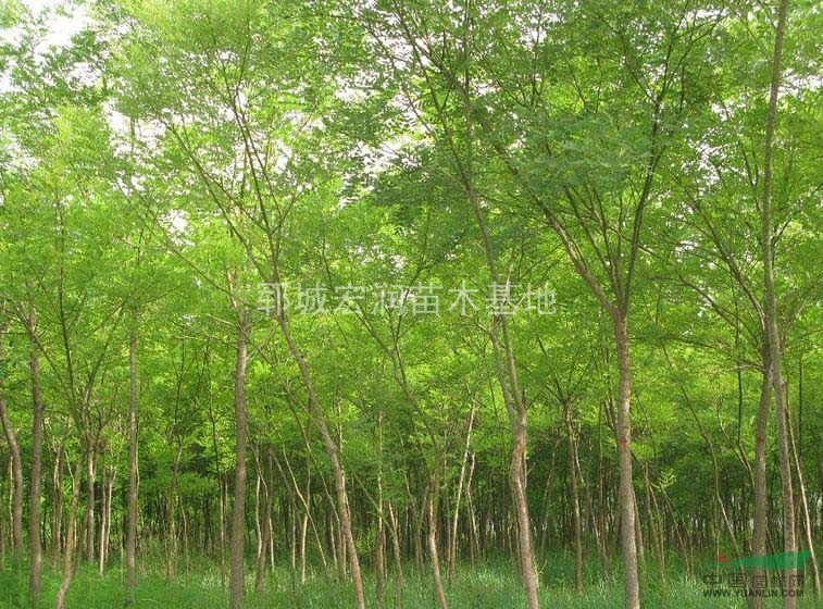 菏澤供應(yīng)8—15公分國(guó)槐