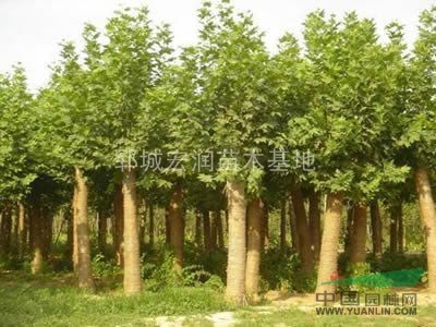 菏澤出售8—15公分國槐