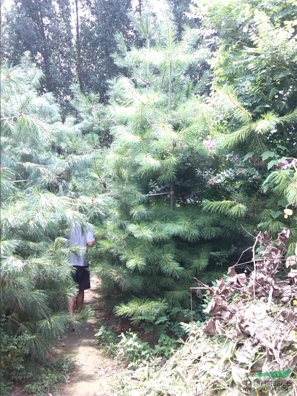 泰山華山松出售