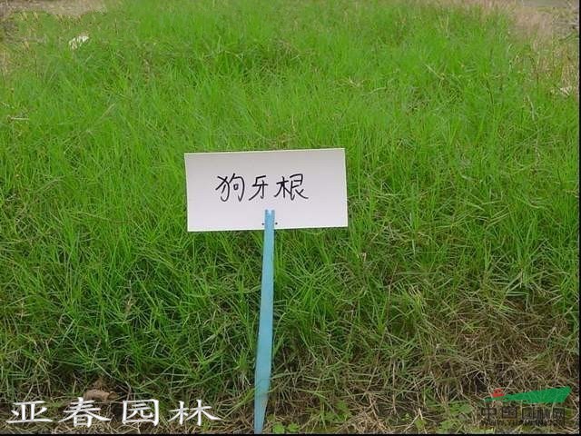 狗牙根草坪草，狗牙根草種，別稱： 百慕達絆根草、爬根草、