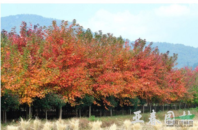 江蘇黃櫨，黃櫨種子，黃櫨苗，別名：黃道櫨、黃櫨材、櫨木、紅葉