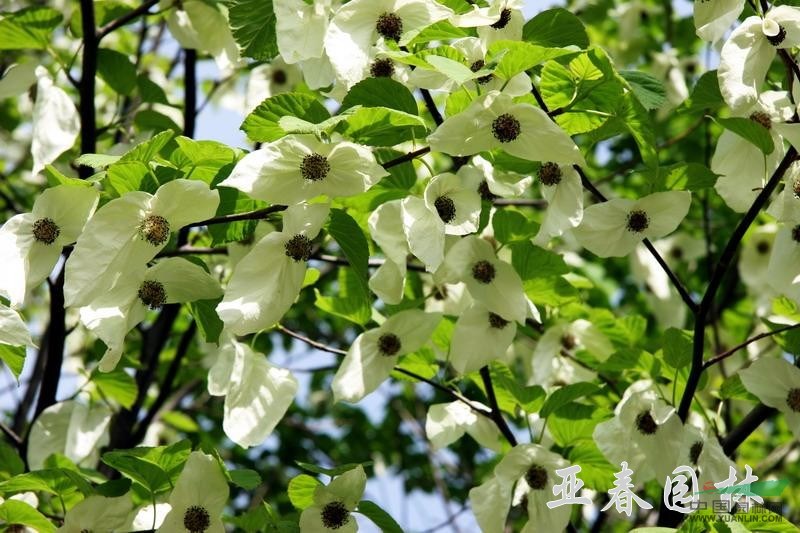 珙桐，珙桐種子，別稱： 水梨子，鴿子樹，鴿子花樹 