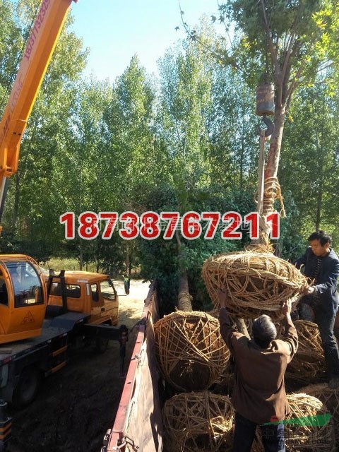 苗木基地裝車(chē)現(xiàn)場(chǎng)