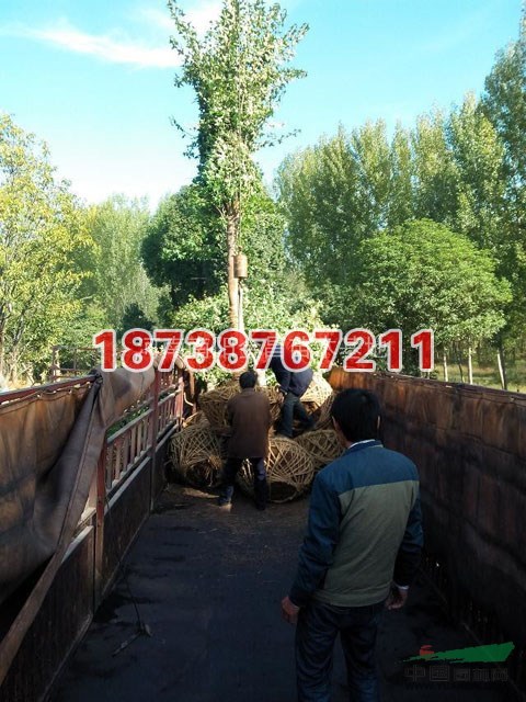 苗木基地裝車(chē)現(xiàn)場(chǎng)