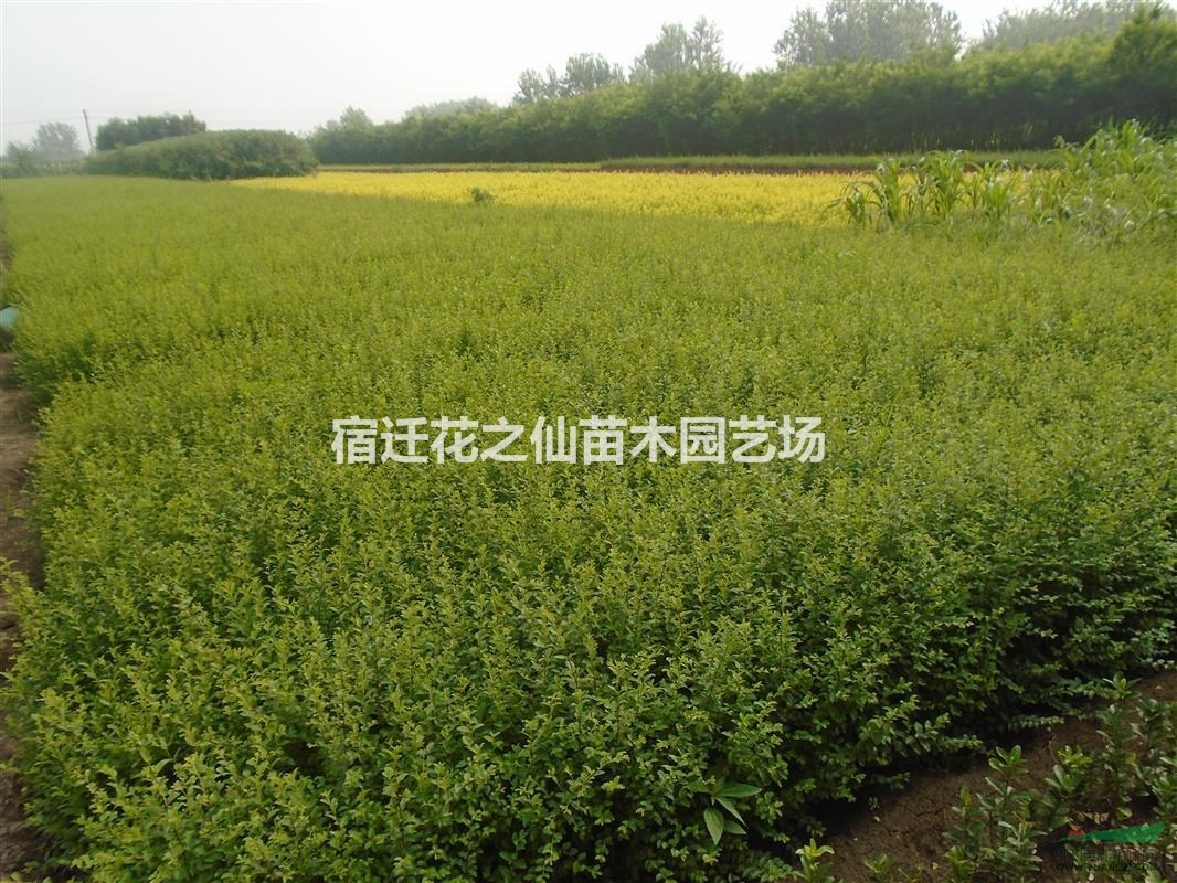 出售：小葉黃楊.龍柏.塔柏.側(cè)柏.連翹.迎春.薔薇.龍柏