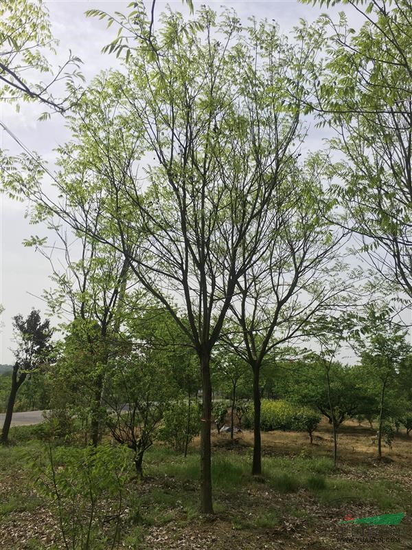 浙江無(wú)患子2新報(bào)價(jià)/無(wú)患子2圖片