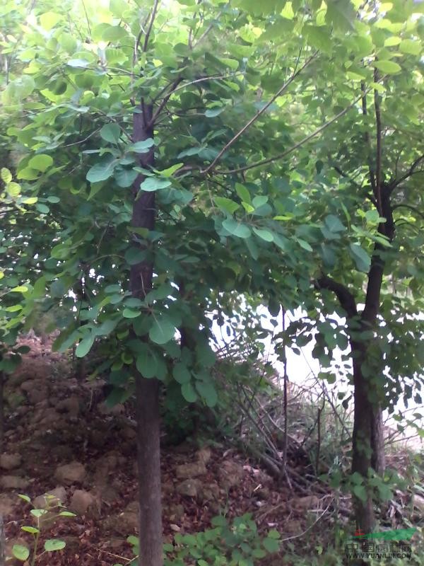 河南黃櫨5介紹