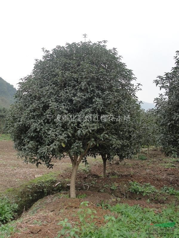 各種規(guī)格的精品桂花