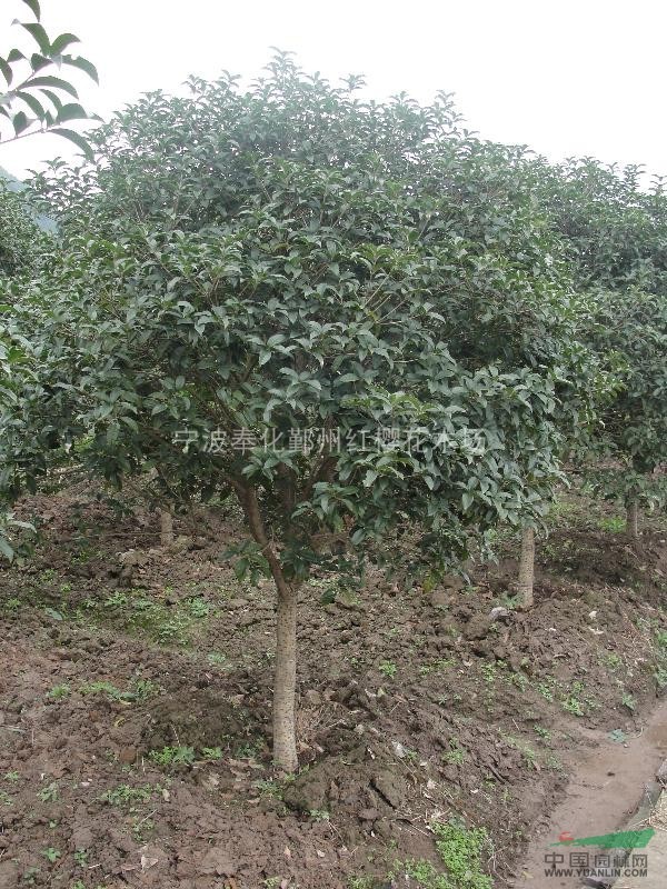 各種規(guī)格的精品桂花