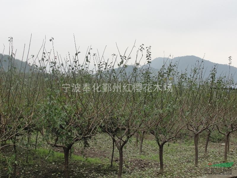 各種規(guī)格的精品梅花
