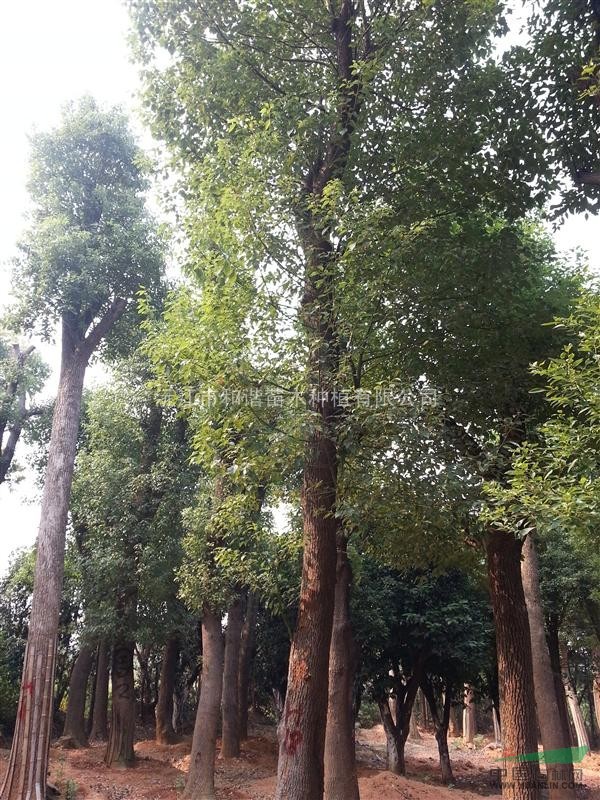 2015年最新香樟樹價格  10-50公分 規(guī)格齊全
