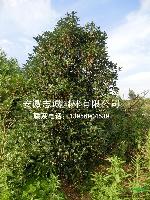 廣玉蘭、烏桕、樸樹、桂花，木槿、紫荊、花石榴，國槐、龍爪槐等