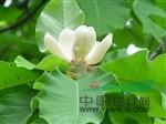 年日本厚樸 苗 東北紅豆杉