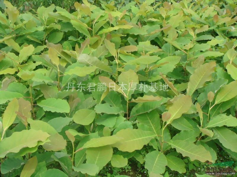 年日本厚樸 苗 東北紅豆杉