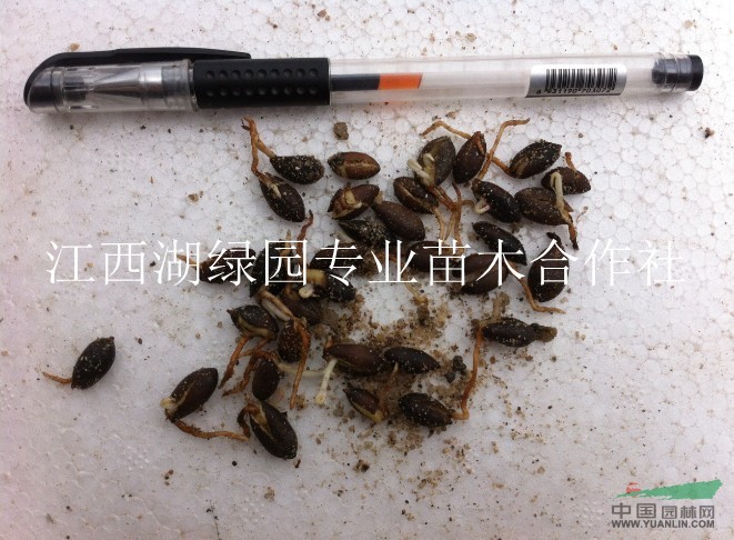 楨楠種子，楠木種子
