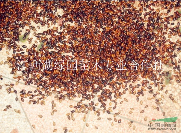 楨楠種子，楠木種子